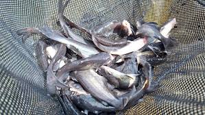 Overfishing can occur in water bodies of any sizes